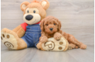 Little Mini Goldenpoo Poodle Mix Puppy