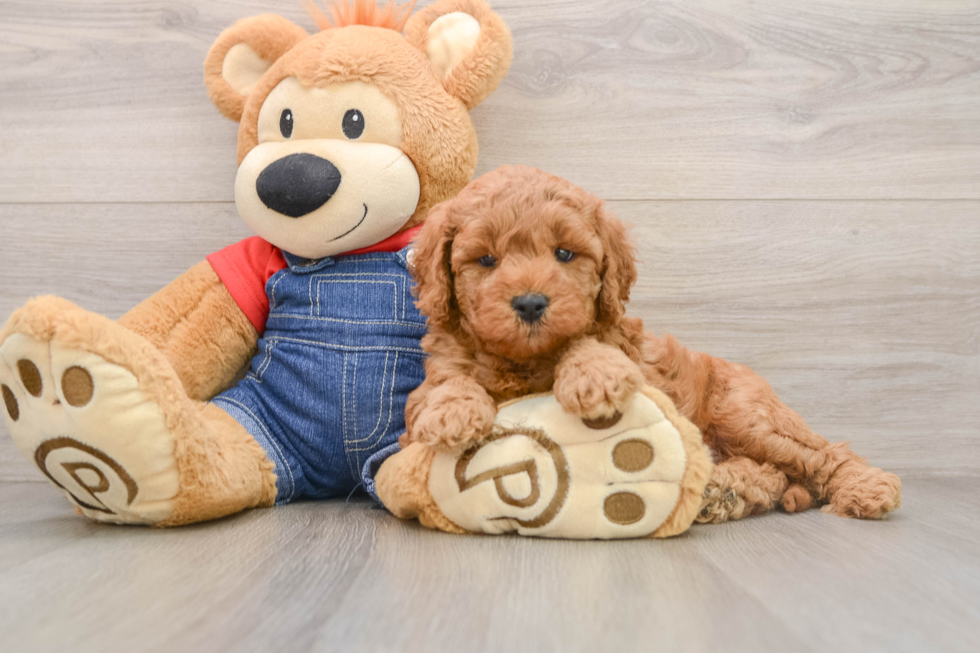 Little Mini Goldenpoo Poodle Mix Puppy