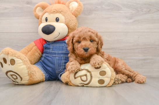 Little Mini Goldenpoo Poodle Mix Puppy