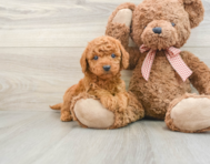 5 week old Mini Goldendoodle Puppy For Sale - Windy City Pups