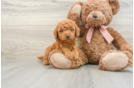 Petite Mini Goldendoodle Poodle Mix Pup