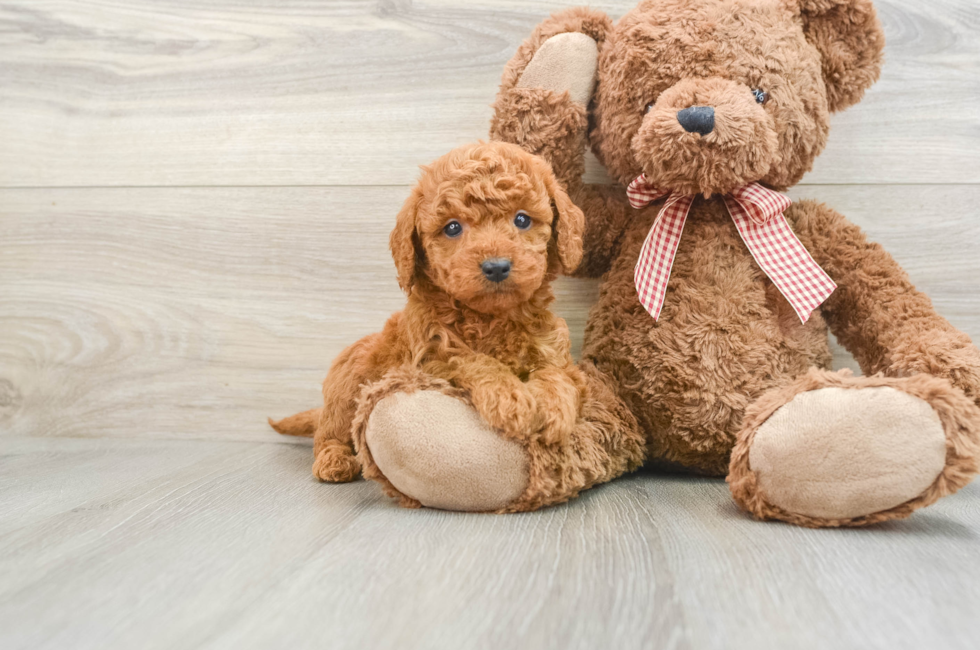 5 week old Mini Goldendoodle Puppy For Sale - Windy City Pups