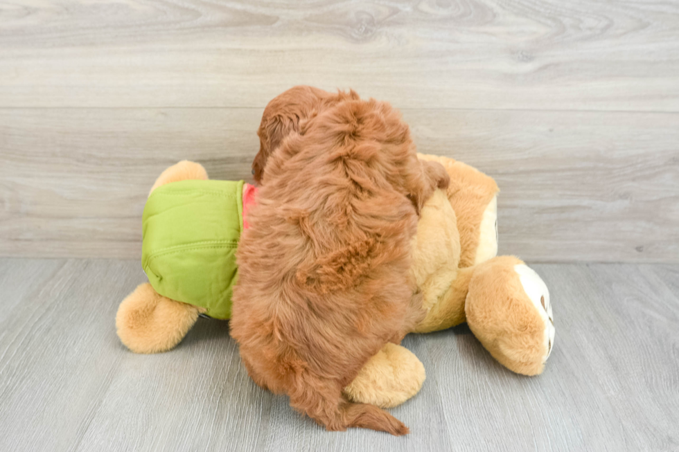 Mini Goldendoodle Pup Being Cute