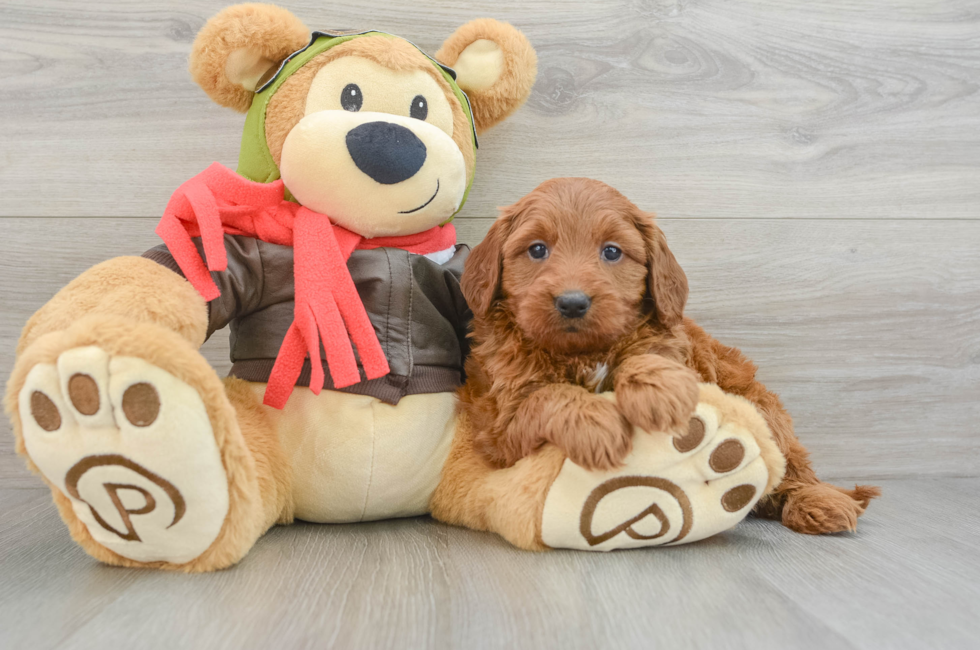 5 week old Mini Goldendoodle Puppy For Sale - Windy City Pups