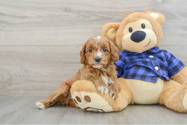 Best Mini Goldendoodle Baby