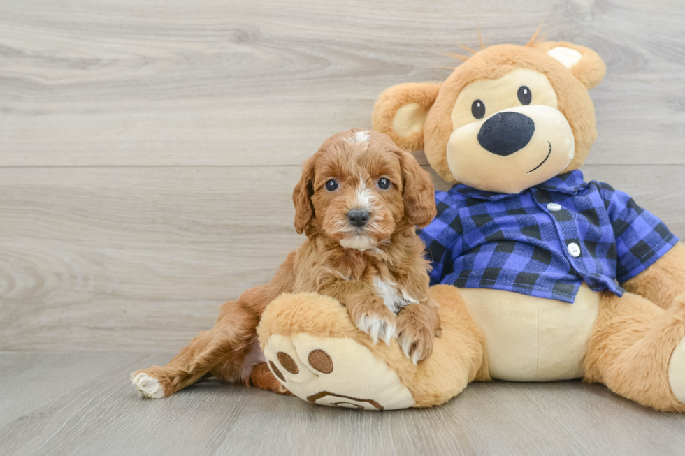 Best Mini Goldendoodle Baby