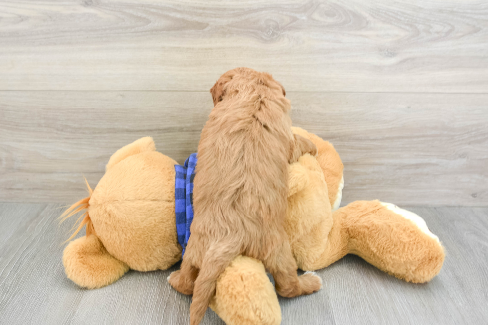 Mini Goldendoodle Pup Being Cute