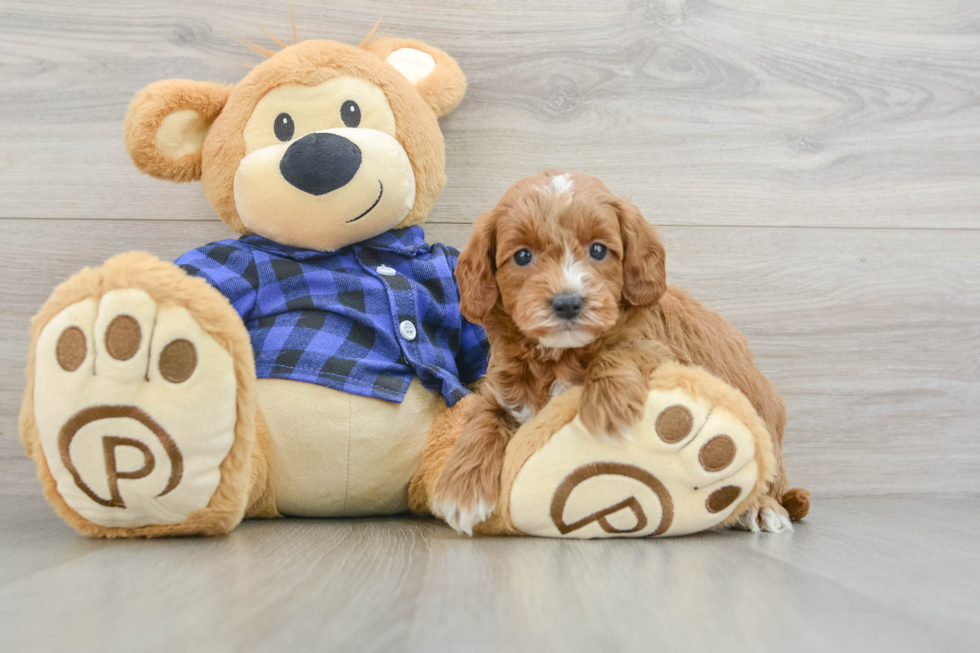 Fluffy Mini Goldendoodle Poodle Mix Pup