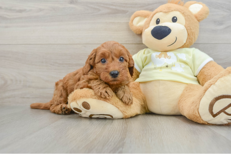 Small Mini Goldendoodle Baby