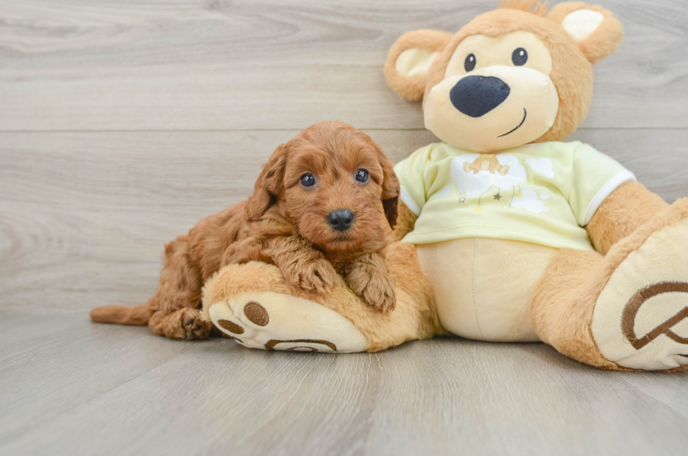7 week old Mini Goldendoodle Puppy For Sale - Windy City Pups