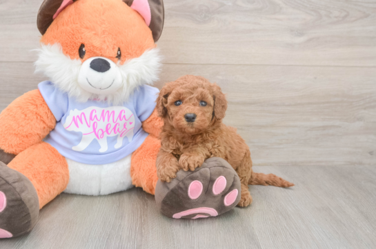 5 week old Mini Goldendoodle Puppy For Sale - Windy City Pups Happy Mini Goldendoodle Baby