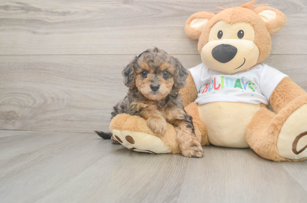 5 week old Mini Goldendoodle Puppy For Sale - Windy City Pups