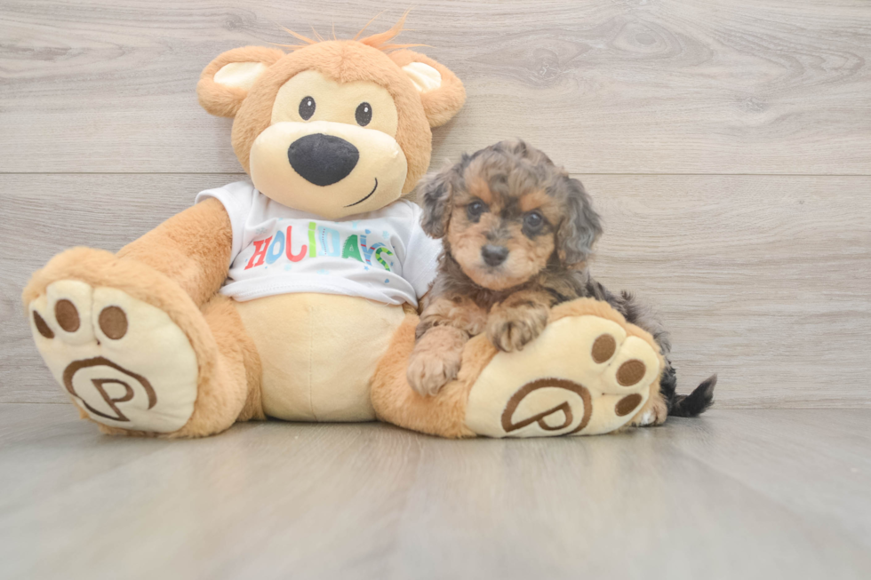 Hypoallergenic Mini Goldiepoo Poodle Mix Puppy