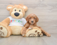 6 week old Mini Goldendoodle Puppy For Sale - Windy City Pups