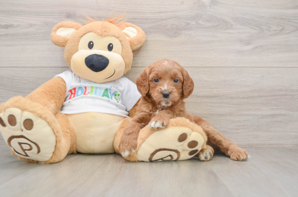 5 week old Mini Goldendoodle Puppy For Sale - Windy City Pups