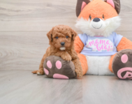 7 week old Mini Goldendoodle Puppy For Sale - Windy City Pups