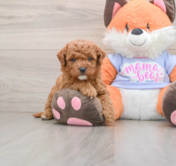 7 week old Mini Goldendoodle Puppy For Sale - Windy City Pups