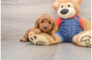 Little Mini Goldenpoo Poodle Mix Puppy