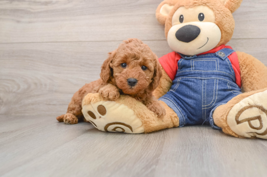 Little Mini Goldenpoo Poodle Mix Puppy
