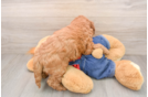 Adorable Golden Retriever Poodle Mix Poodle Mix Puppy