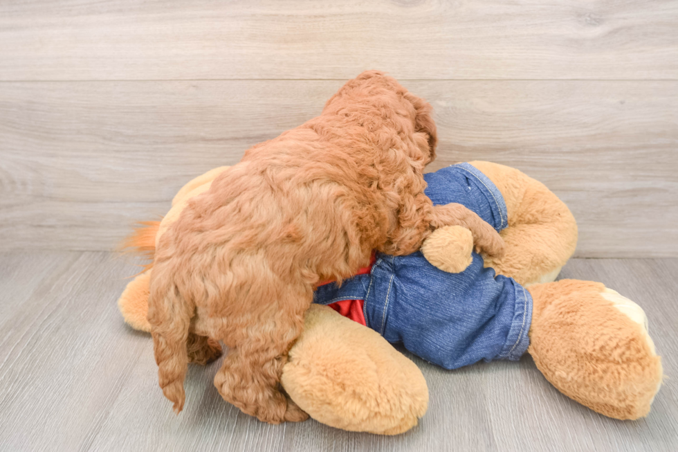 Adorable Golden Retriever Poodle Mix Poodle Mix Puppy