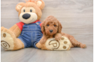 Smart Mini Goldendoodle Poodle Mix Pup