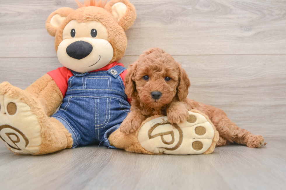 Smart Mini Goldendoodle Poodle Mix Pup