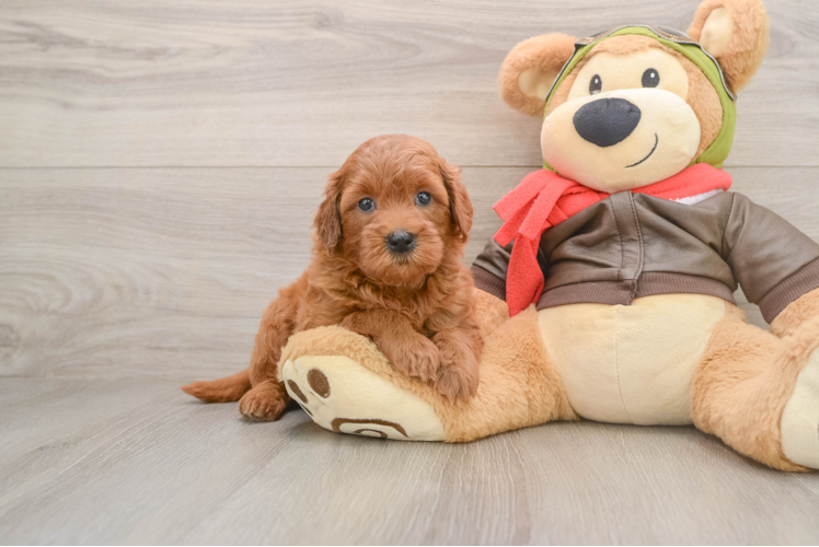 Sweet Mini Goldendoodle Baby