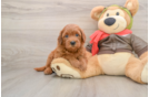 Sweet Mini Goldendoodle Baby