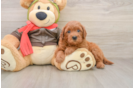 Friendly Mini Goldendoodle Baby
