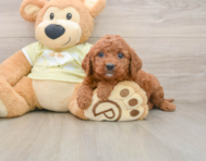 7 week old Mini Goldendoodle Puppy For Sale - Windy City Pups