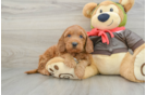 Mini Goldendoodle Puppy for Adoption