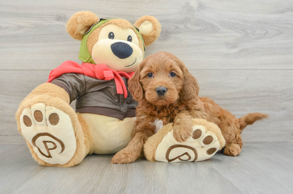 5 week old Mini Goldendoodle Puppy For Sale - Windy City Pups