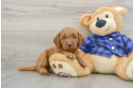 Mini Goldendoodle Puppy for Adoption