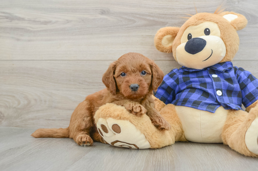 Mini Goldendoodle Puppy for Adoption