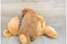 Smart Mini Goldendoodle Poodle Mix Pup