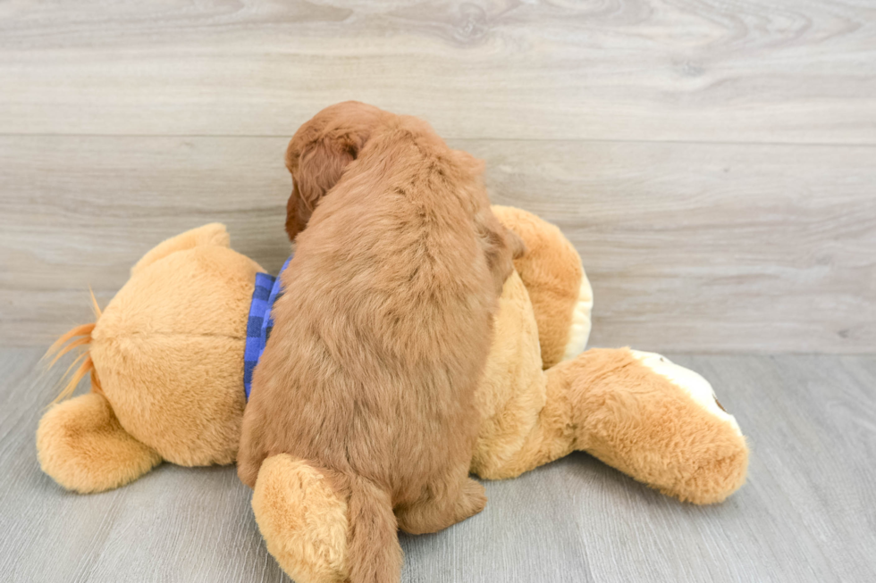 Smart Mini Goldendoodle Poodle Mix Pup