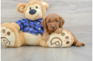Best Mini Goldendoodle Baby