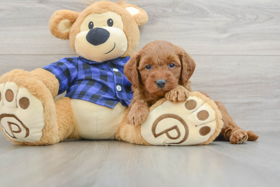 Best Mini Goldendoodle Baby