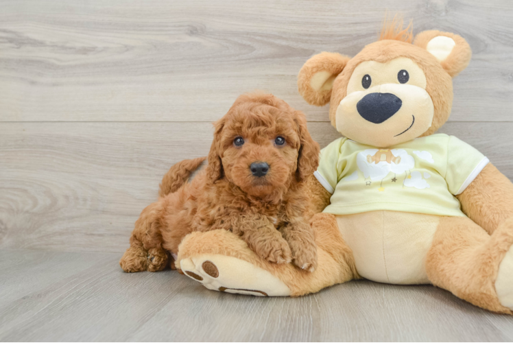 Adorable Golden Retriever Poodle Mix Poodle Mix Puppy