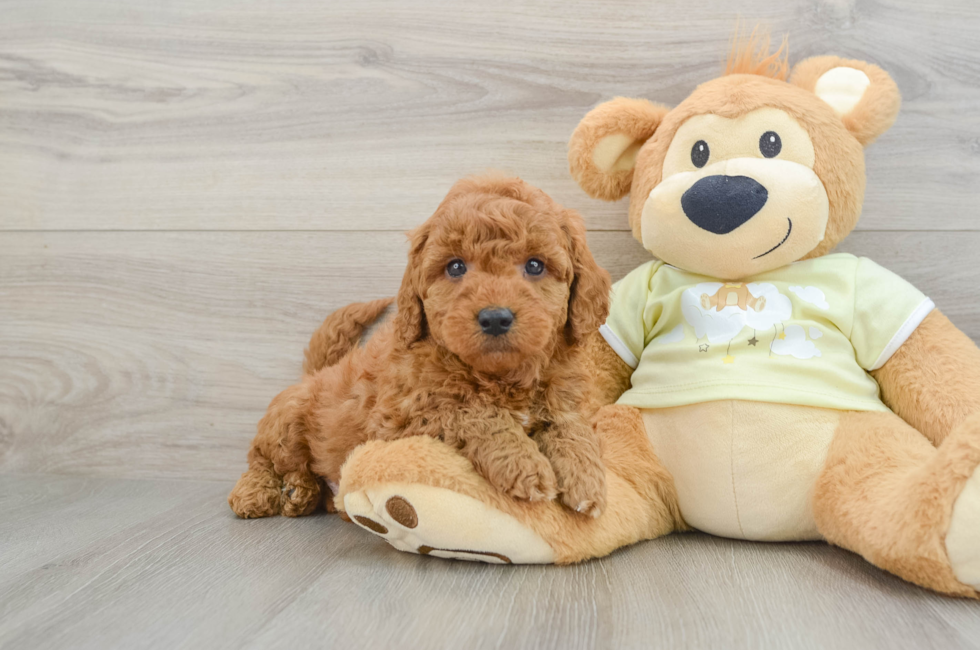 7 week old Mini Goldendoodle Puppy For Sale - Windy City Pups
