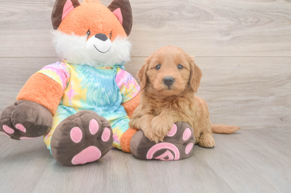 5 week old Mini Goldendoodle Puppy For Sale - Windy City Pups