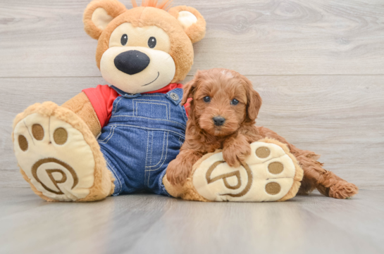 Small Mini Goldendoodle Baby