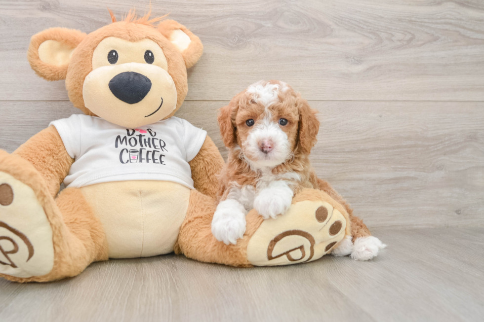 Mini Goldendoodle Pup Being Cute