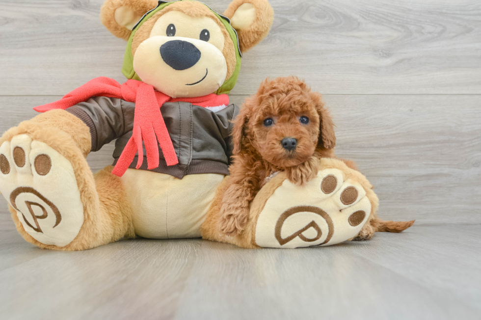 Mini Goldendoodle Pup Being Cute