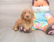 7 week old Mini Goldendoodle Puppy For Sale - Windy City Pups
