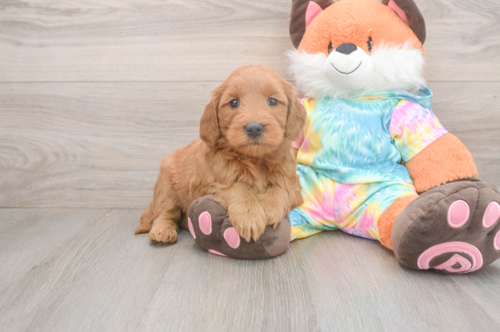 5 week old Mini Goldendoodle Puppy For Sale - Windy City Pups
