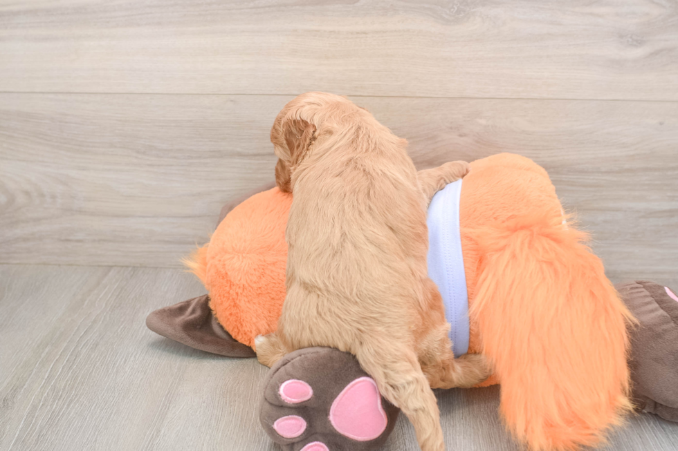 Sweet Mini Goldendoodle Baby