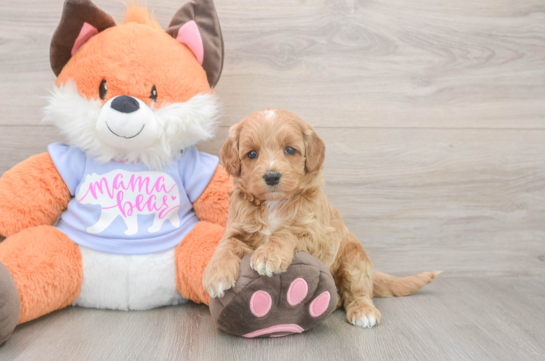 5 week old Mini Goldendoodle Puppy For Sale - Windy City Pups Fluffy Mini Goldendoodle Poodle Mix Pup
