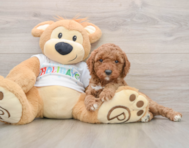 7 week old Mini Goldendoodle Puppy For Sale - Windy City Pups